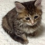 tabisuke