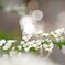 森の花