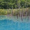 カズノコ7