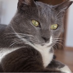 ボス猫