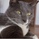 ボス猫