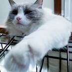 p-cat