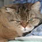 agnes