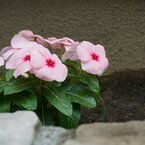 プリ