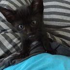 黒猫ヤマト
