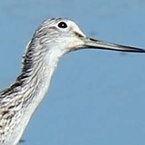 susuru