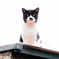 カメ猫動画
