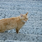 ネコ写真家見習い