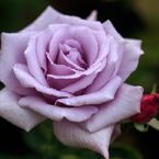 花舞
