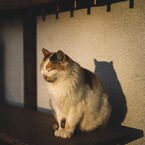 shiraphoto