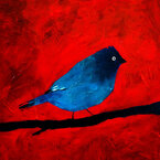 Blue Bird 