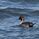 琵琶湖の鴨
