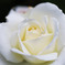 Weiße Rose