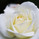 Weiße Rose