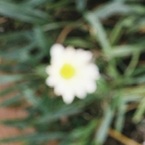 木風 花