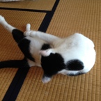 あおたま
