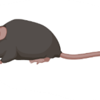 spinmouse