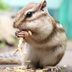 チョコミン党