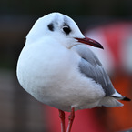 HIROZN