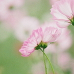 saku_yume