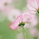 saku_yume