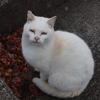 ヨッシーザウルス