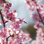 茶碗蒸しの銀杏