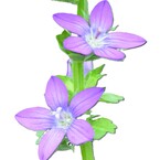 花男爵