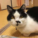 chibinosuke