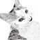 Northern Cat