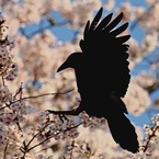 ヤマダ
