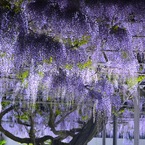 花屋さんのつぶやき