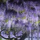花屋さんのつぶやき