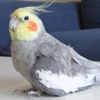 レンガ