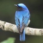 hanadori