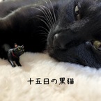 十五日の黒猫
