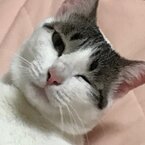 金時