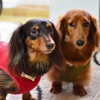 モモ＆フウタ