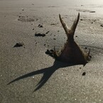 あじれもん