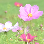 saku_rahare