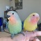 インコ大好き