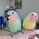 インコ大好き
