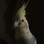 インコ大好き