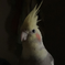 インコ大好き