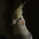 インコ大好き