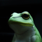 かわむ