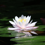 Kawahide