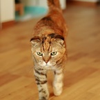 ジーツー