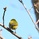 ぎりおにぎり