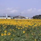 naohiro10